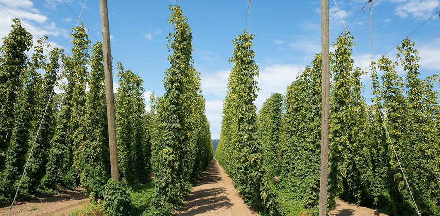 Hops Capital of the World