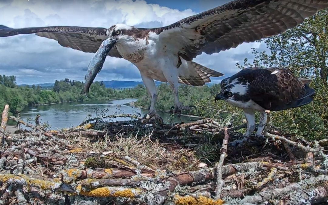 Birding Around Independence