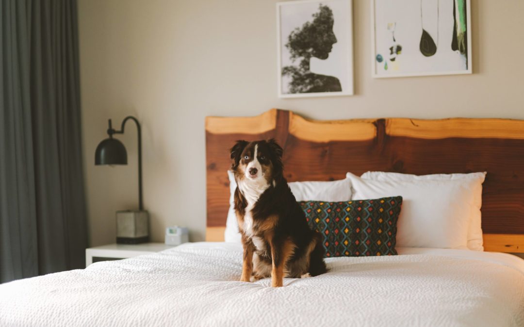 Top Dog Friendly Activities within 30 min of The Independence Hotel